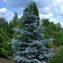 Picea_pungens_mavi_ladin_2